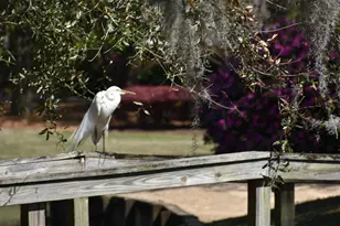 280 Oatland Lake Rd, Pawleys Island, SC 29585 - Photo 53