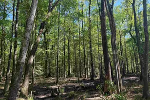 134 Lookout Dr, Cordova, SC 29039 - Photo 15