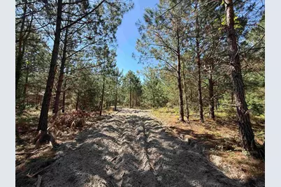 43 Acres - 5432 Juneburn Rd., Manning, SC 29102 - Photo 3