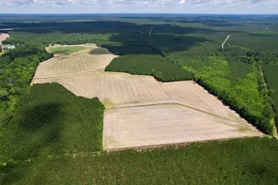 83.03 Acres - Birch Creek Rd., Andrews, SC 29510 - Photo 11