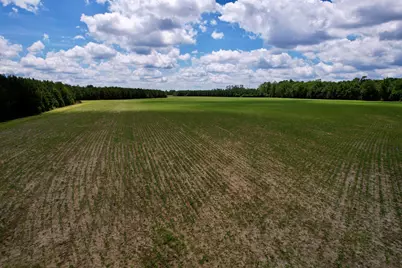 83.03 Acres - Birch Creek Rd., Andrews, SC 29510 - Photo 15
