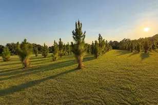 4275 Poston Corner Rd, Johnsonville, SC 29555 - Photo 13