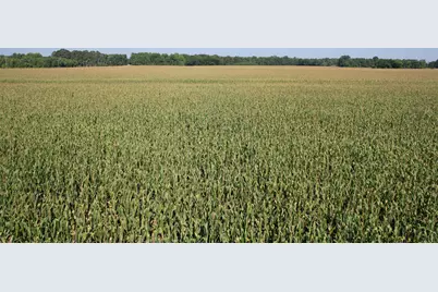 24.36 Acres - Newman Swamp Rd, Lamar, SC 29069 - Photo 15