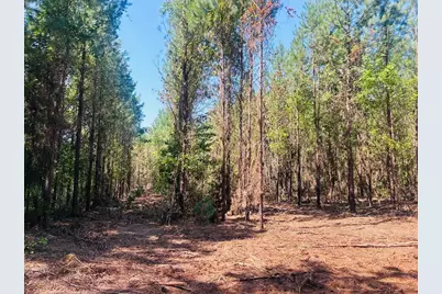 18.58 Acres - Turkey Ln, Kingstree, SC 29556 - Photo 5