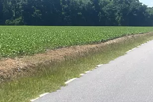 4177 Hwy 38, Blenheim, SC 29516 - Photo 15