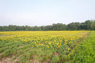 9.58 Acres - S Deerfield Rd., Johnsonville, SC 29555 - Photo 7