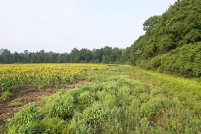 17.74 Acres - S Deerfield Rd., Johnsonville, SC 29555 - Photo 5
