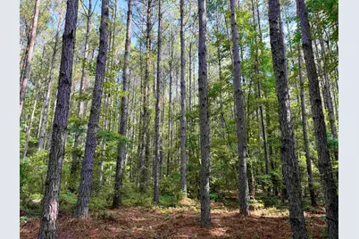 50.5 Acres Epps Rd., New Zion, SC 29111 - Photo 5