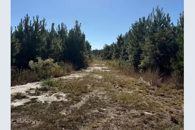 228.79 Acres Back Swamp Rd, Lynchburg, SC 29080 - Photo 5