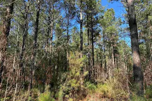 34 Acres - Tbd Easler Hwy, Greeleyville, SC 29056 - Photo 1