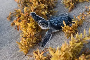 2033 Staysail Ln, Jupiter, FL 33477 - Photo 21