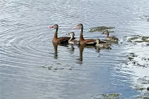 98 Spring Lake Dr, Vero Beach, FL 32962 - Photo 29