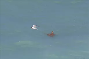 7380 S Ocean Dr, Jensen Beach, FL 34957 - Photo 45