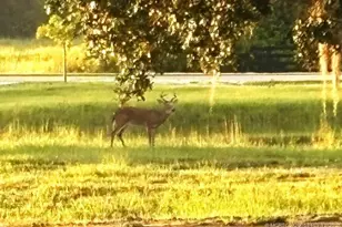 13559 22nd Ln, Okeechobee, FL 34974 - Photo 51