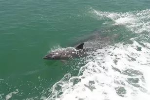 513 Gunwale Ln, Longboat Key, FL 34228 - Photo 51