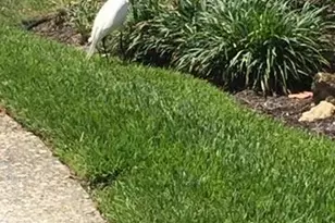 513 Gunwale Ln, Longboat Key, FL 34228 - Photo 51