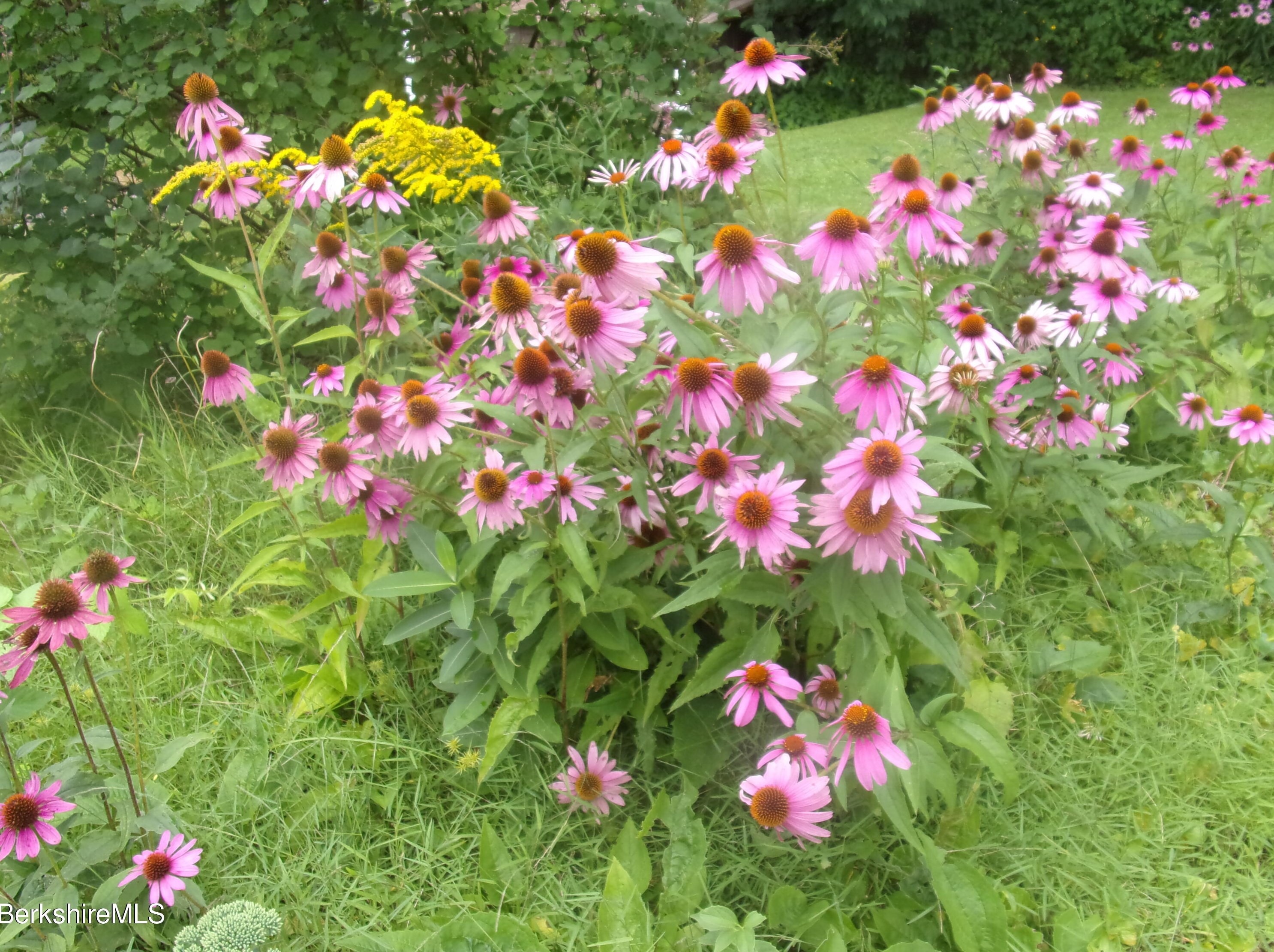 66 Hathaway St, Clarksburg MA 01247-2343 exterior