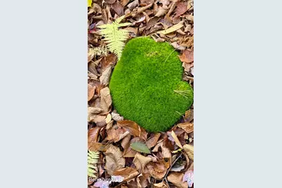 0 Stoney Brook Rd, Becket, MA 01223 - Photo 9