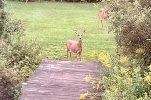 14 Blotz Rd, Washington, MA 01223 - Photo 51