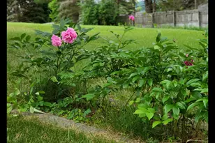 8 Samson St, Pittsfield, MA 01201 - Photo 41