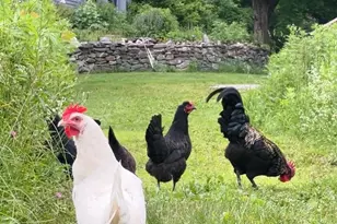 276 Great Barrington Rd, West Stockbridge, MA 01266 - Photo 55