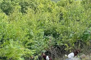 26A Stonebridge Way, Tyringham, MA 01264 - Photo 41