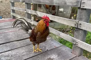 26A Stonebridge Way, Tyringham, MA 01264 - Photo 51