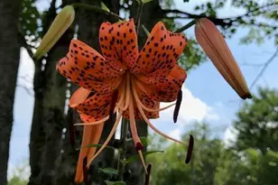 4 Birch Hill Rd, Peru, MA 01235 - Photo 55