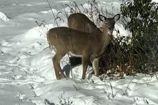 4 Birch Hill Rd, Peru, MA 01235 - Photo 57