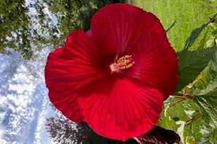 4 Birch Hill Rd, Peru, MA 01235 - Photo 51