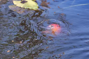 32801 US-441, Okeechobee, FL 34972 - Photo 45