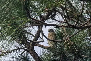 1738 Lindsey Ct, Wellington, FL 33414 - Photo 45