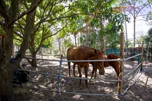11481 Tangerine Blvd, The Acreage, FL 33412 - Photo 33