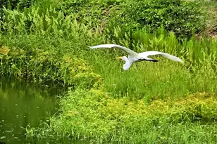 4858 NW 16th Terrace, Boca Raton, FL 33431 - Photo 35