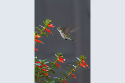 534 NW Kingston Street, Port Saint Lucie, FL 34983 - Photo 73