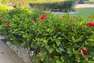 81 Camden Dr, West Palm Beach, FL 33417 - Photo 5