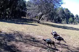 1002 Bankers Rd, Lorida, FL 33857 - Photo 11