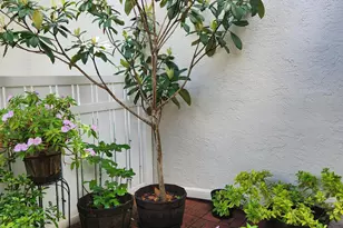 3226 S Carambola Cir S, Coconut Creek, FL 33066 - Photo 7