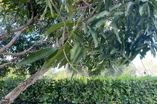 1094 Raintree Ln, Wellington, FL 33414 - Photo 25