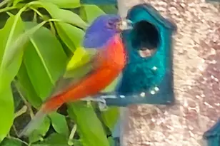 17930 87th Ln N, The Acreage, FL 33470 - Photo 63