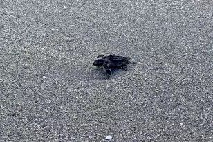 8323 SE Croft Cir, Hobe Sound, FL 33455 - Photo 59