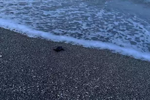 8323 SE Croft Cir, Hobe Sound, FL 33455 - Photo 57