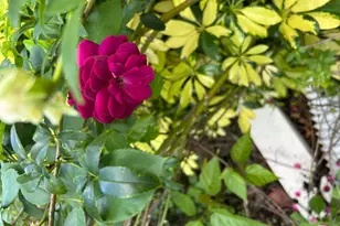 6220 Kelty Way, Lake Worth, FL 33467 - Photo 59