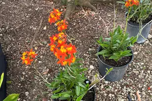 6220 Kelty Way, Lake Worth, FL 33467 - Photo 73