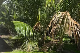 1855 Redbank Rd, Juno Beach, FL 33408 - Photo 9