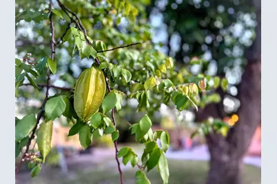 1114 N M Street, Lake Worth Beach, FL 33460 - Photo 21