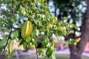 1114 N M St, Lake Worth Beach, FL 33460 - Photo 21