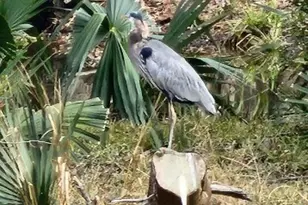 310 Woodland Dr, Jacksonville, NC - Photo 11