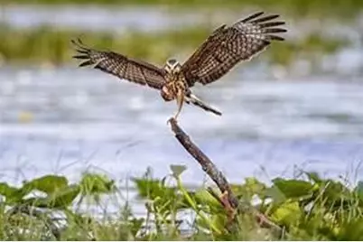 16788 NW 276th Street, Okeechobee, FL 34972 - Photo 33