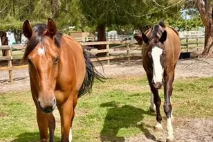 12100 NW 27th Ct, Plantation, FL 33323 - Photo 43